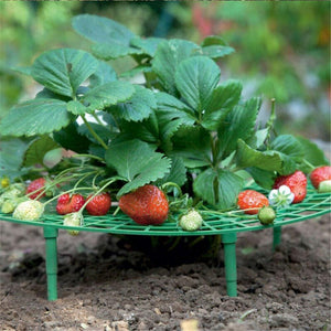 Balcony Vegetable Rack - Trend Catalog